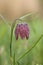 Wilde kievitsbloem, Snake\'s Head Fritillary, Fritillaria meleag