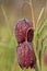 Wilde kievitsbloem, Snake\'s Head Fritillary, Fritillaria meleag