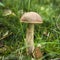 Wilde Mushroom