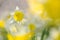 Wilde narcis, Wild Daffodil, Narcissus pseudonarcissus