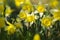 Wilde narcis, Wild Daffodil, Narcissus pseudonarcissus