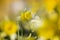 Wilde narcis, Wild Daffodil, Narcissus pseudonarcissus