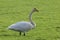 Wilde zwaan, Whooper Swan, Cygnus cygnus