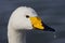 Wilde zwaan, Whooper Swan, Cygnus cygnus