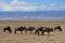 Wildebeast herd in the stunning landscape of the Ngorongoro Crater of Tanzania.