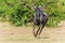 Wildebeast running in Mashatu game reserve