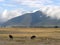 Wildebeast scenery in Ngorongoro Crater