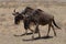 Wildebeast stroll the plains of the Ngorongoro Crater in Tanzania.