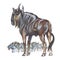 Wildebeest