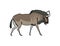 Wildebeest. African antelope.