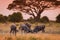 Wildebeest on african savannah