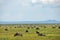 Wildebeest, african wildlife. Africa, Tanzania