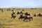 Wildebeest, african wildlife. Africa, Tanzania