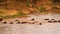 Wildebeest - Amazing Herd of Antelopes Gnu Swim Across the River, Wild Nature, Savanna, Africa