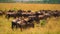 Wildebeest - Amazing Herd of Antelopes Gnu, Wild Nature, Wild Animal, Wildlife, Africa, Savanna