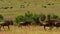 Wildebeest - Amazing Herd of Antelopes Gnu, Wild Nature, Wildlife, Africa, Wild Animal, Savanna