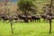 Wildebeest antelopes in the savannah Maasai Mara National Park,