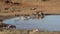 Wildebeest and antelopes at a waterhole