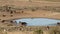 Wildebeest and antelopes at a waterhole
