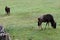 Wildebeest, Botlierskop Reserve, South Africa