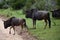 Wildebeest, Botlierskop Reserve, South Africa