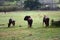 Wildebeest, Botlierskop Reserve, South Africa