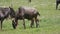 Wildebeest With Calf Grazing On A Green Plain In The African Savannah