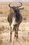 Wildebeest Closeup