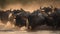 Wildebeest (Connochaetes caffer) crossing the Chobe River in Botswana, Africa