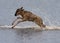 Wildebeest Connochaetes taurinus calf running through Ndutu Lake