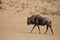 A wildebeest Connochaetes taurinus calmly walking in dry grassland