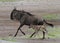 Wildebeest Connochaetes taurinus mother and calf running