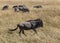 Wildebeest, Connochaetes taurinus, running in the tall grass of the savannah of the Masai Mara, Kenya, with zebra in the blurred b