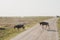 Wildebeest cross the dirt road of Amboseli National Park, with safari vehicles in the distance