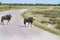 Wildebeest cross road