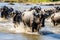 Wildebeest crossing the Chobe River in Botswana, Africa, Wildebeests are crossing Mara river. Great Migration. Kenya. Tanzania.