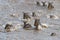 Wildebeest crossing the Mara River