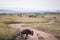 Wildebeest crossing the rough road hilly background Savannah Grassland In The Maasai Mara National Game Reserve Park Rift valley N