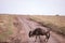 Wildebeest crossing the rough road on the Savannah Grassland In The Maasai Mara National Game Reserve Park Rift valley Narok Count