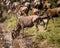 wildebeest drinking