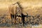 Wildebeest drinking, Kalahari, South Africa