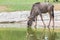 Wildebeest drinking water.