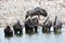 Wildebeest drinking at a waterhole