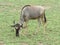 wildebeest eating grass in the meadow