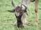 wildebeest eating grass in the meadow close up