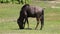 Wildebeest eating and relaxing in grass field, HD