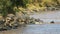 Wildebeest entering the mara river at maasai mara game reserve