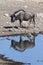 Wildebeest - Etosha - Namibia