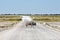 Wildebeest - Etosha, Namibia