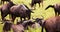 Wildebeest family grazing and bonding, in Kenya during rainy season, Safari